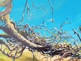 schoorlse duinen1